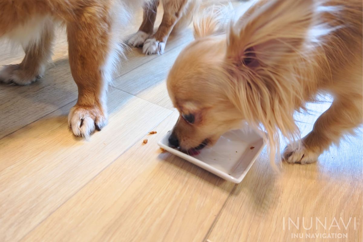 キドニーレシピ　ポークビーンズ を食べた愛犬